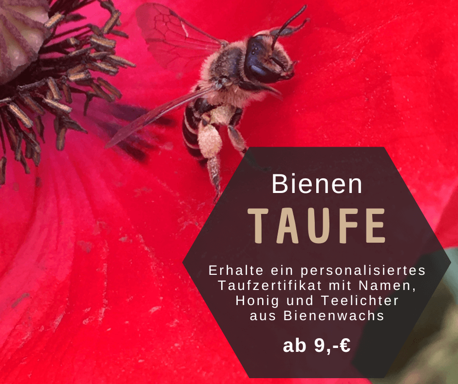 Bienentaufe - Taufe eine Biene und erhalte süße Leckereien